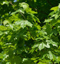  Zwerg Spitz-Ahorn Nowusch 60-80cm - Acer Platanoides