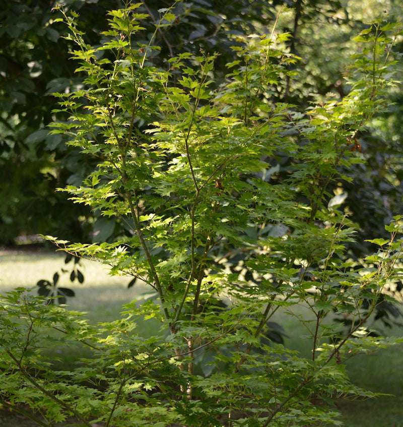  Koreanischer Fächer Ahorn Arctic Jade 100-125cm - Acer Pseudosieboldianum