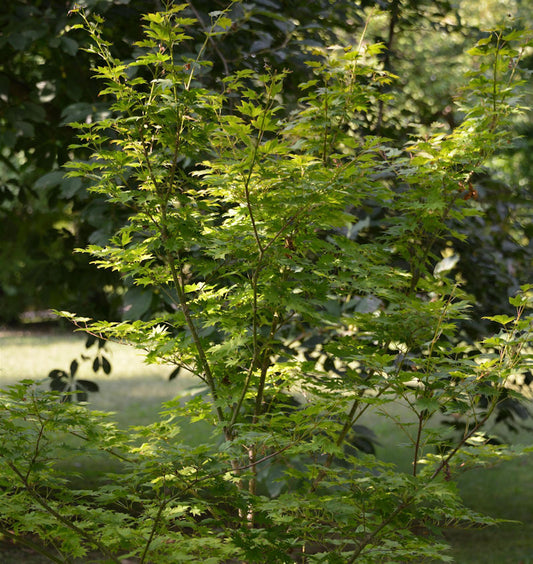  Koreanischer Fächer Ahorn Arctic Jade 100-125cm - Acer Pseudosieboldianum