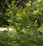  Koreanischer Fächer Ahorn Arctic Jade 80-100cm - Acer Pseudosieboldianum