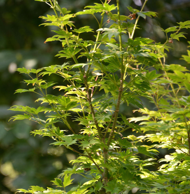  Koreanischer Fächer-Ahorn Ice Dragon 80 -100cm - Acer Pseudosieboldianum