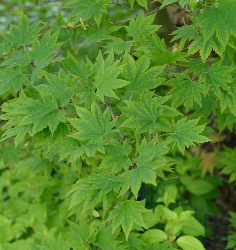  Koreanischer Fächer-Ahorn North Wind 100-125cm - Acer Pseudosieboldianum