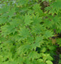  Koreanischer Fächer-Ahorn North Wind 60-80cm - Acer Pseudosieboldianum