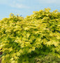  Japanischer Goldahorn Jordan 100-125cm - Acer Shirasawanum Jordan