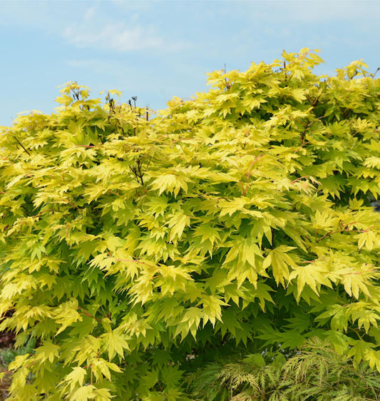  Hochstamm Japanischer Goldahorn Jordan 60-80cm - Acer Shirasawanum Jordan