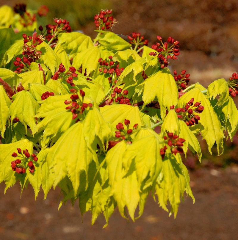  Japanischer Goldahorn 50-60cm - Acer Shirasawanum Aureum