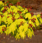  Japanischer Goldahorn 50-60cm - Acer Shirasawanum Aureum