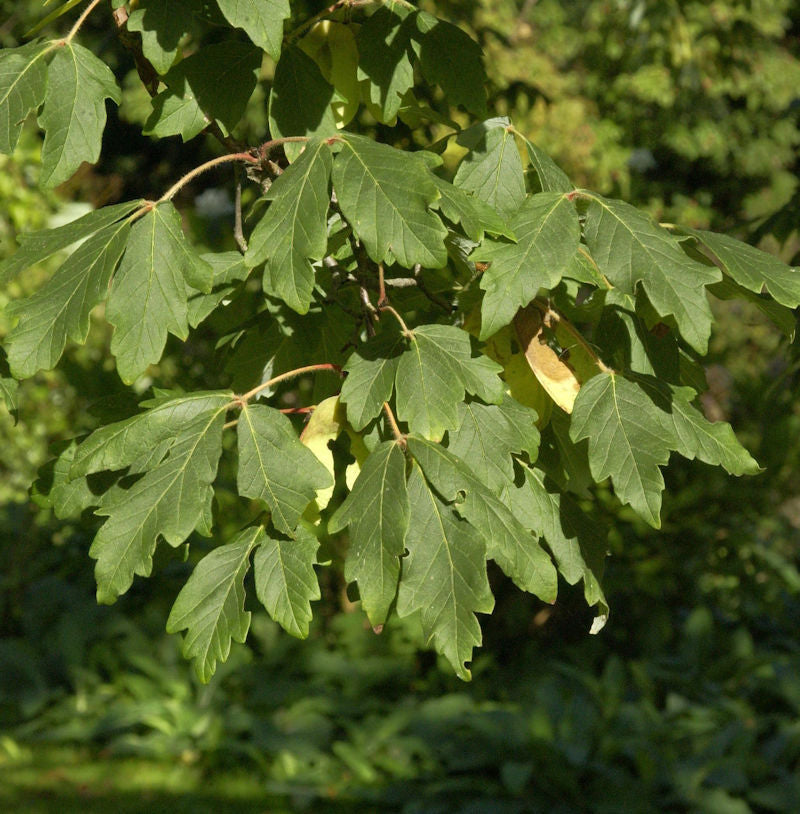  Zimtahorn 60-80cm - Acer Griseum