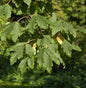  Zimtahorn 60-80cm - Acer Griseum