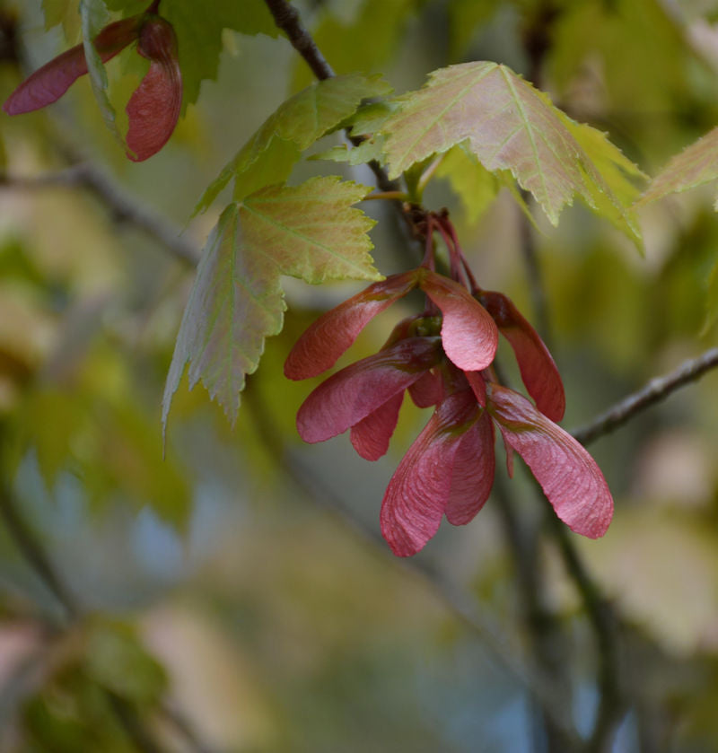  Rot Ahorn 100-125cm - Acer Rubrum
