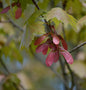  Rot Ahorn 80-100cm - Acer Rubrum