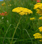  Schafgarbe Cloth Of Gold - Achillea Filipendulina
