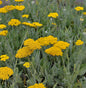  Goldschafgarbe Coronation Gold - Achillea Filipendulina