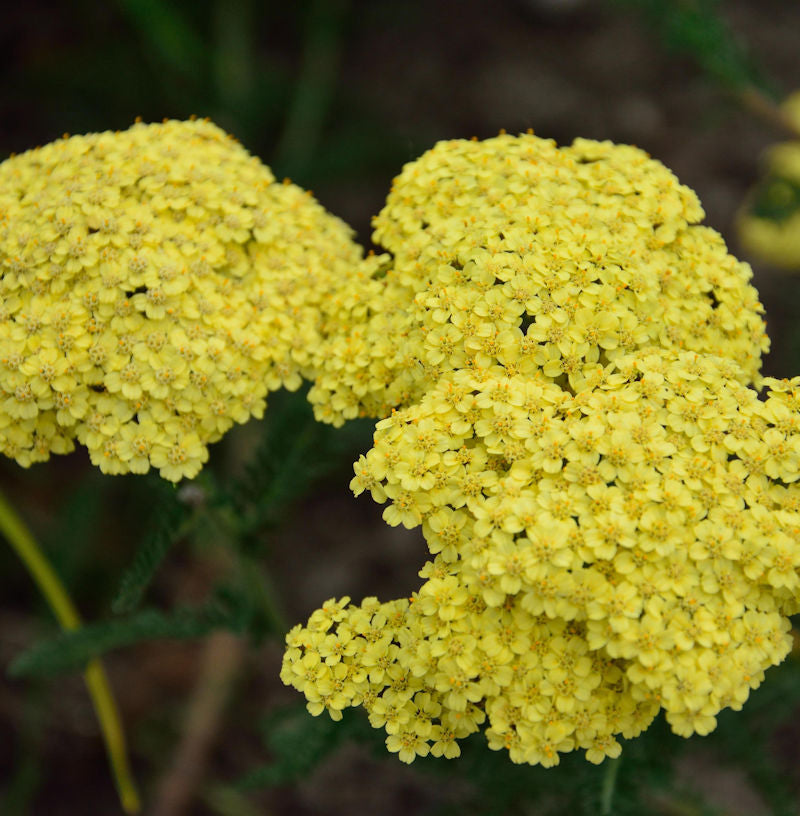  Schafgarbe Credo - Achillea Filipendulina