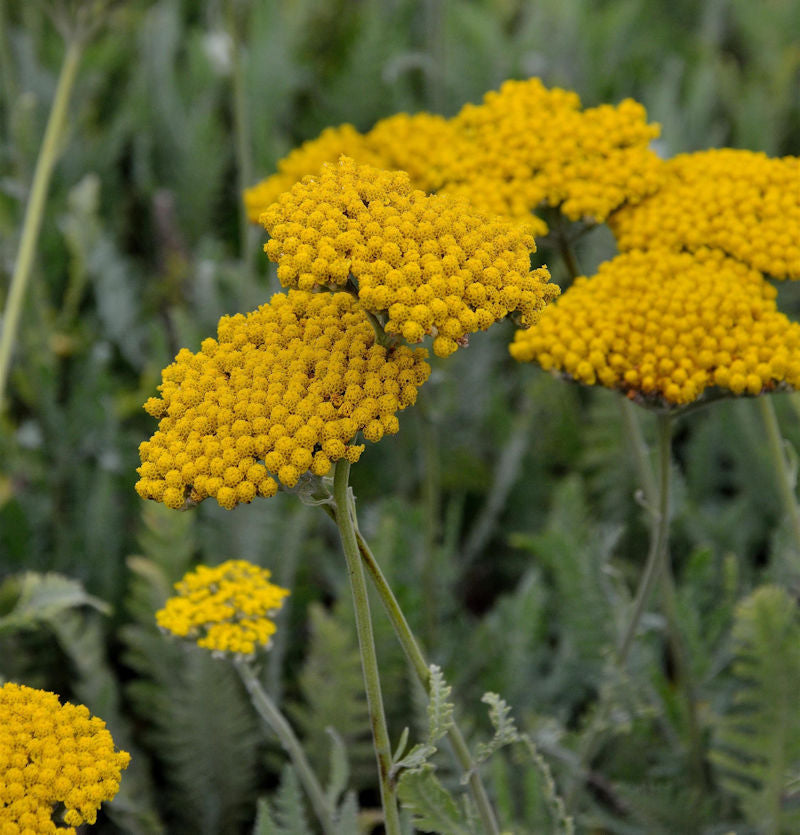  Schafgarbe Hannelore Pahl - Achillea Filipendulina