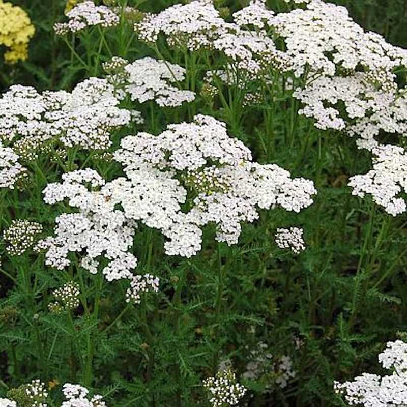  Schafgarbe Heinrich Vogeler - Achillea Filipendulina