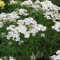  Schafgarbe Heinrich Vogeler - Achillea Filipendulina