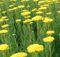  Goldschafgarbe Parker - Achillea Filipendulina