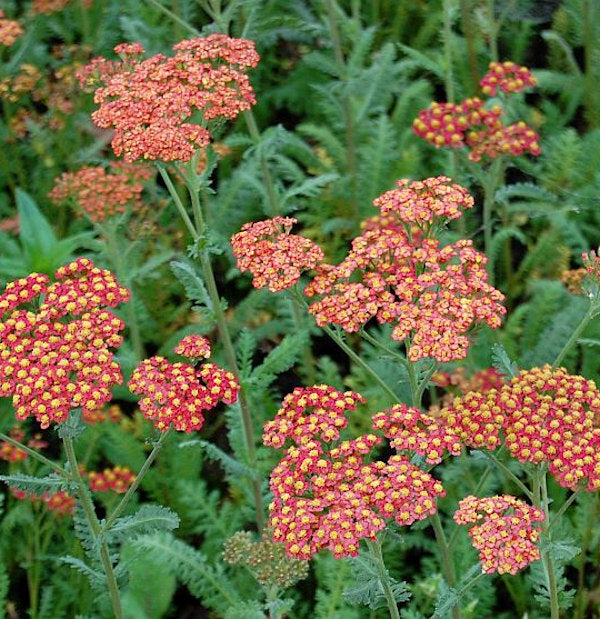  Schafgarbe Walter Funke - Achillea Filipendulina