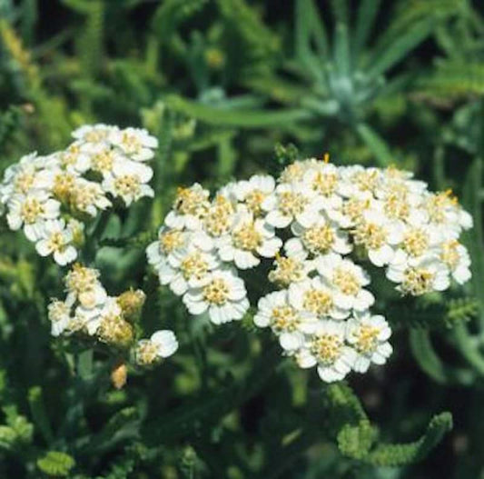  Zwerg Schafgarbe - Achillea Kellereri