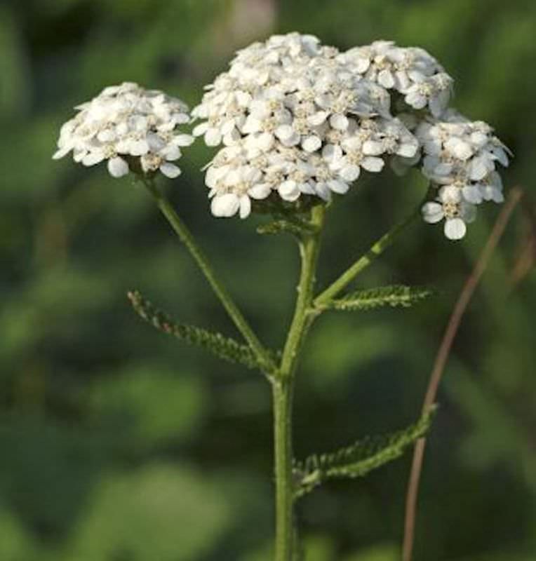  Weiße Schafgarbe - Achillea Millefolium