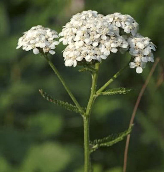  Weiße Schafgarbe - Achillea Millefolium