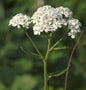  Weiße Schafgarbe - Achillea Millefolium