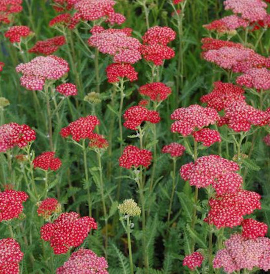  Rote Schafgarbe Belle Epoche - Achillea Millefolium