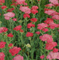  Rote Schafgarbe Belle Epoche - Achillea Millefolium