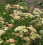  Schafgarbe Lachsschönheit - Achillea Millefolium