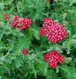  Schafgarbe Paprika - Achillea Millefolium