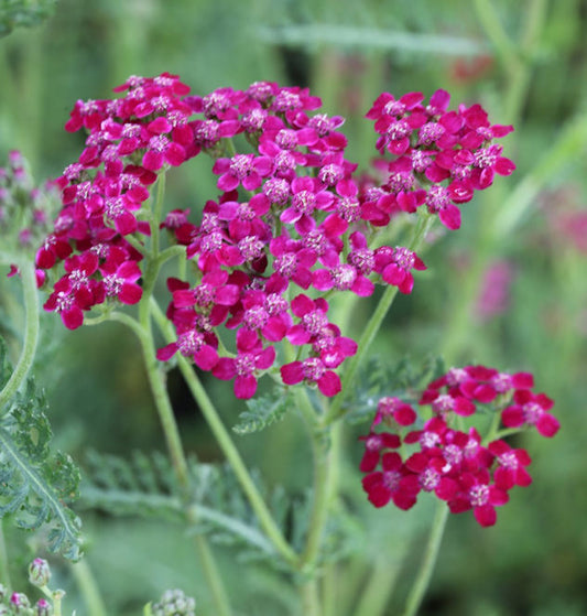 Schafgarbe Sammetriese - Achillea Millefolium