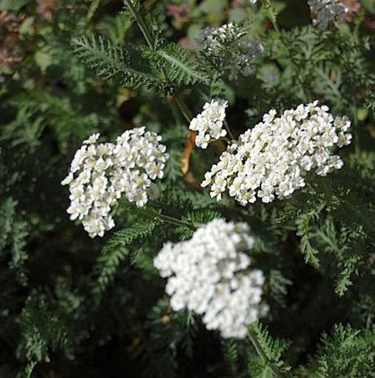  Schafgarbe Schneetaler - Achillea Millefolium