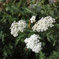  Schafgarbe Schneetaler - Achillea Millefolium