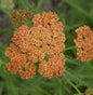  Schafgarbe Terracotta - Achillea Millefolium