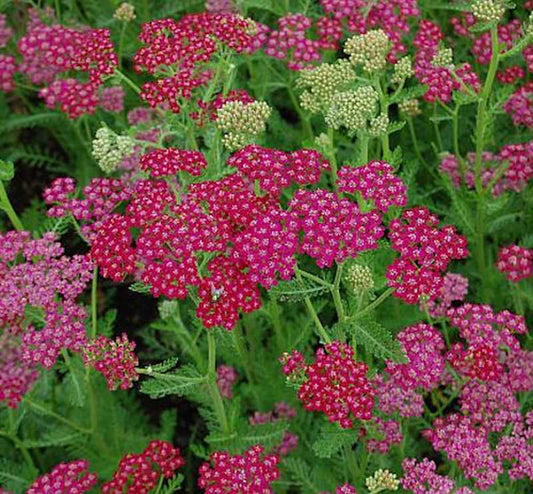  Schafgarbe Velour - Achillea Millefolium
