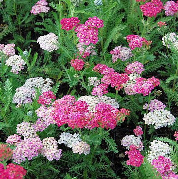  Schafgarbe Wesersandstein - Achillea Millefolium