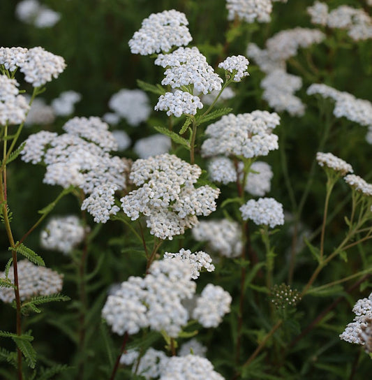  Schafgarbe White Beauty - Achillea Millefolium