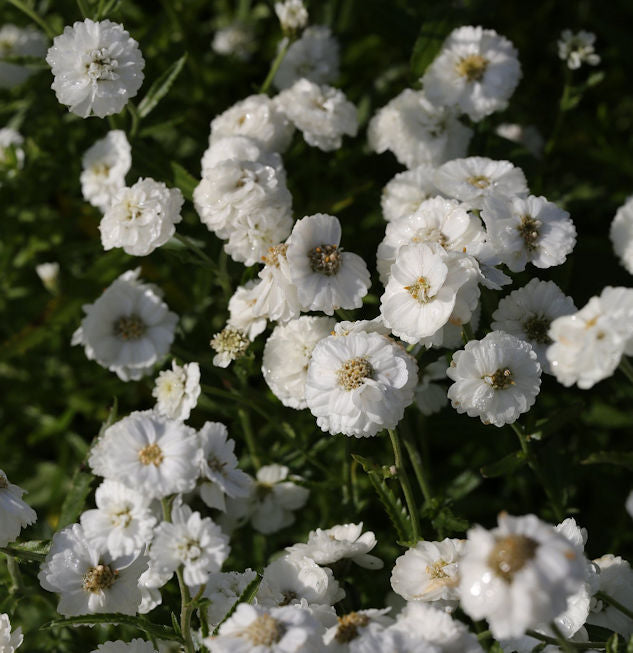  Schafgarbe Die Perle - Achillea Ptarmica