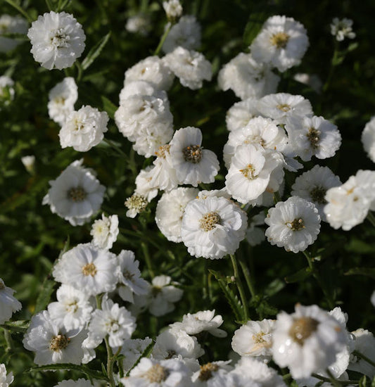  Schafgarbe Die Perle - Achillea Ptarmica