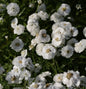  Schafgarbe Die Perle - Achillea Ptarmica