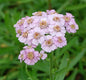  Garten Schafgarbe Love Parade - Achillea Sibirica