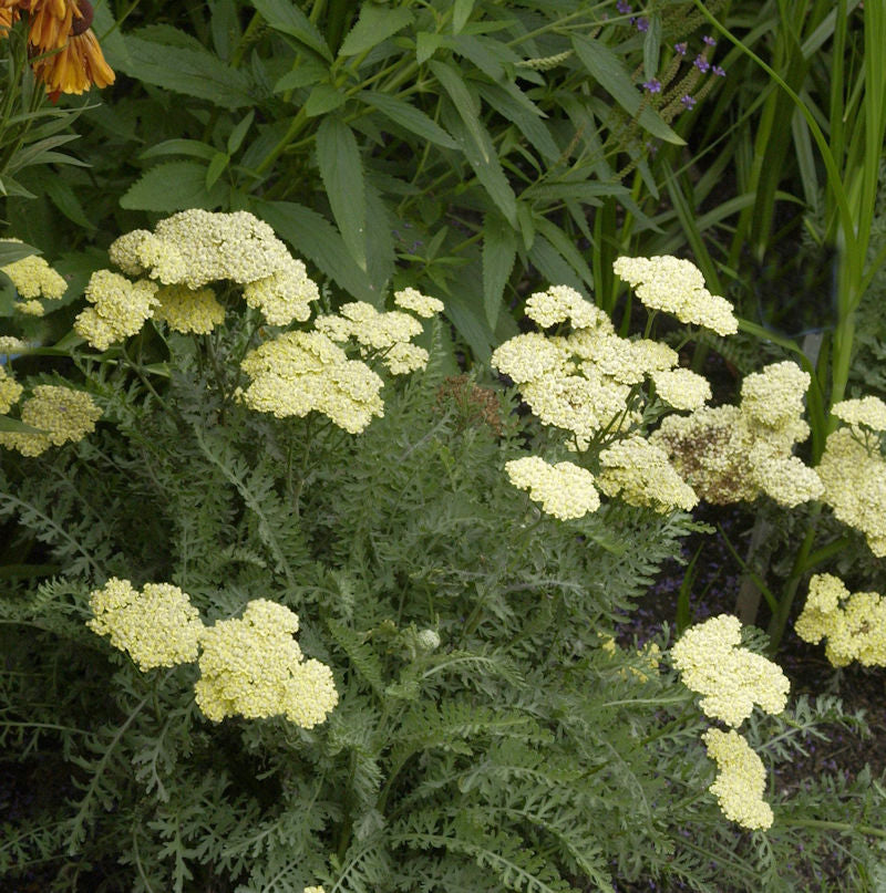  Taygetos Garbe - Achillea Taygetea