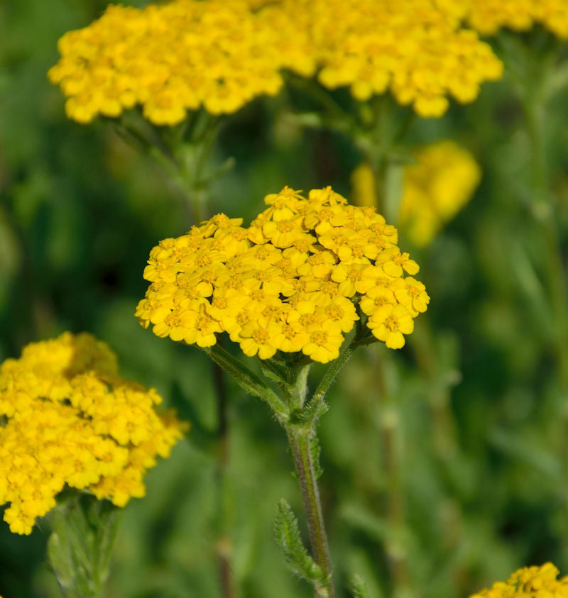  Schafgarbe Tomentosa Aurea - Achillea Tomentosa