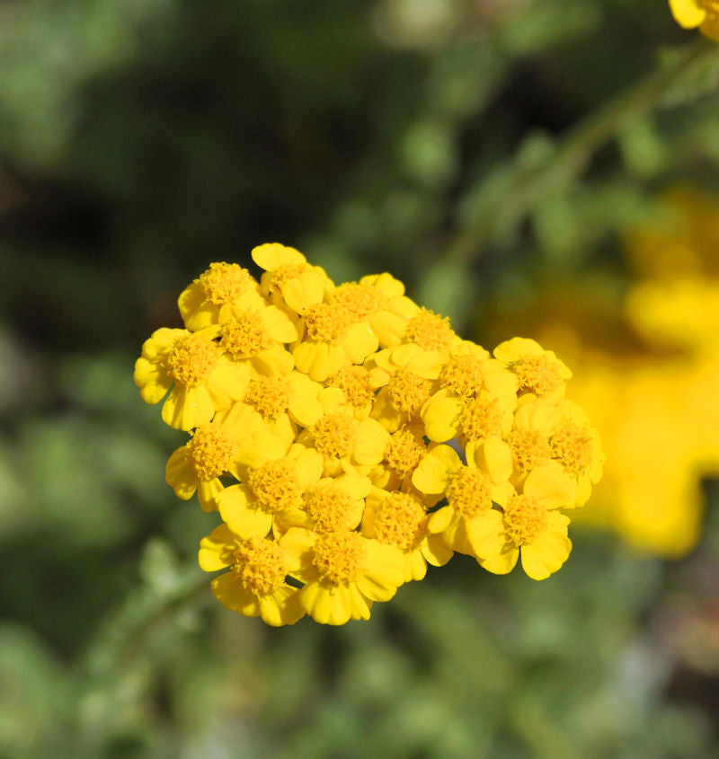  Schafgarbe Tomentosa - Achillea Tomentosa