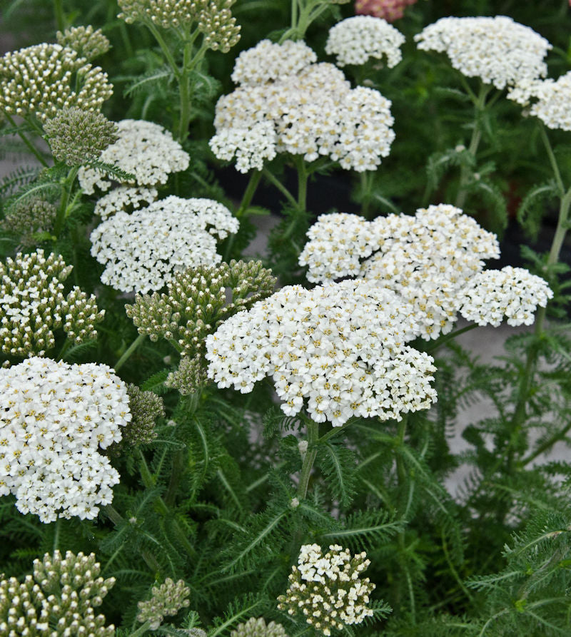  Schafgarbe Umellata - Achillea Umellata