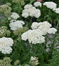  Schafgarbe Umellata - Achillea Umellata