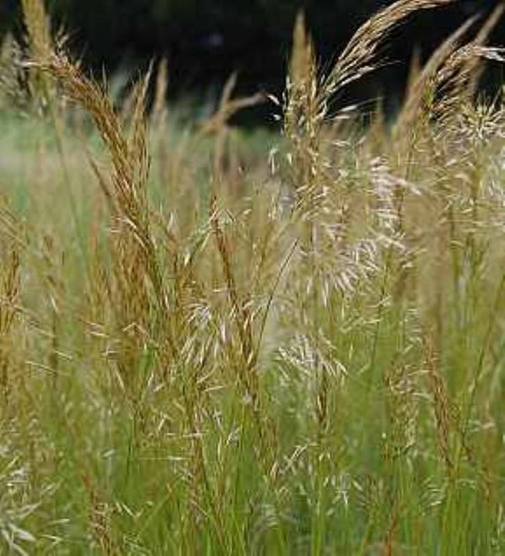  Silberährengras Allgäu - Achnatherum Calamagrostis