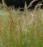  Silberährengras Allgäu - Achnatherum Calamagrostis