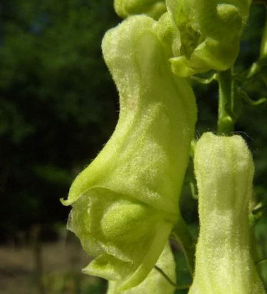  Gelber Eisenhut - Aconitum Lamarckii
